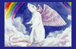 angel rat