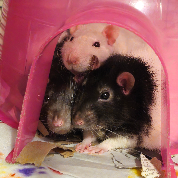 <i class="fa-solid fa-candy-cane"></i> Percy, Hamlet, & Tybalt
