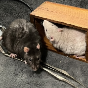 Sherlock & Watson