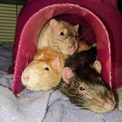 Cheerio, Pipsqueak & Tuxedo