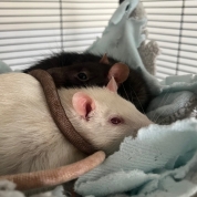 Hershey & Lucky