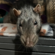 Fig