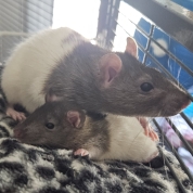 The Springtime Girls