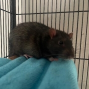 Gizmo & Laszlo