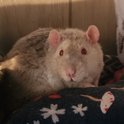 Gorby & Nibby
