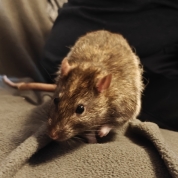 The Gentleman