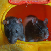 Siffrin, Douglas & Brutus