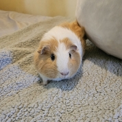 Mocha