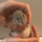 Beanie Babies