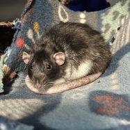 Bonnie