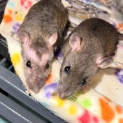 The Nutty Bunch Boys