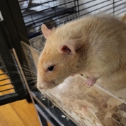 Jerry