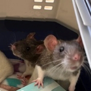 Walter, Vincent, Emmet, Francis & Bertie