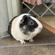 Munchkin