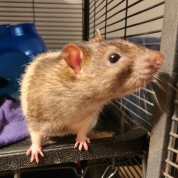 Chip
