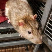 Mocha