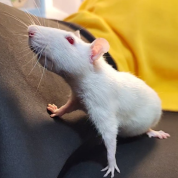 Greek Gods & Goddesses