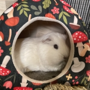 Mozzarella, Peppercorn & Prosciutto