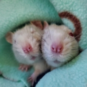 George, Paul & Ringo