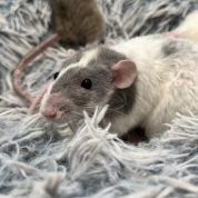 Stranger Things Ladies