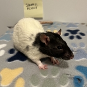 The Warrior Rat Girls