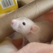 The Tea Party Litter