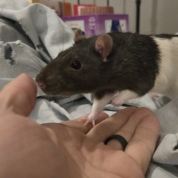 Gerald