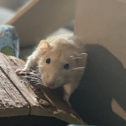 Ratunzle & Curley