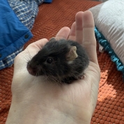 Deedee