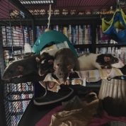Remy, Colette, Pip & Squeak