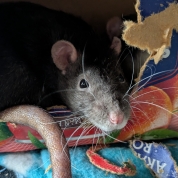 Rexi, Nieve, Hazel & Maeve