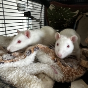 Rocky & Dudley