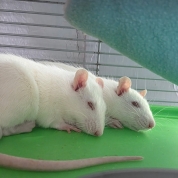 Touille & Quatro