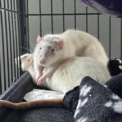 Noodle & Dumpling