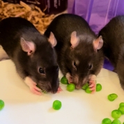 Merry, Pippin & Samwise