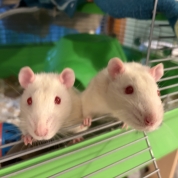 Casper & Sugar
