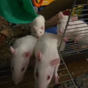 Mama Maple, Nutmeg, Pumpkin & Chai